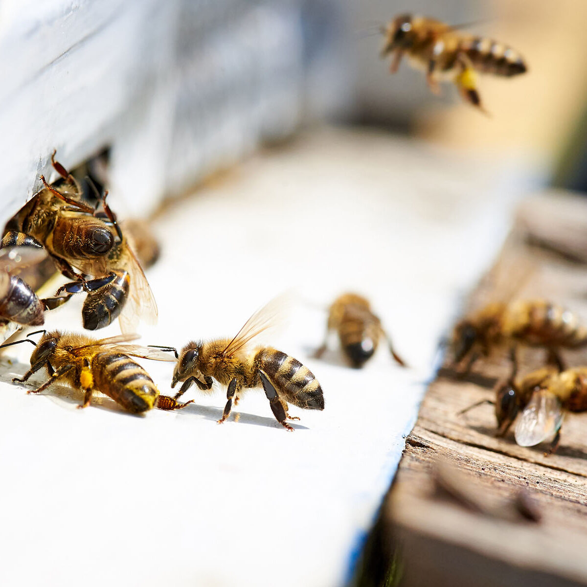 Honey bee in the entrance to a wooden beehive.